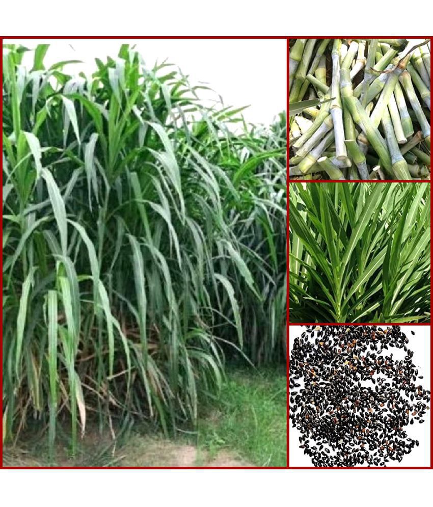     			shivam organic seeds - Naiper Grass ( 500 Seeds )