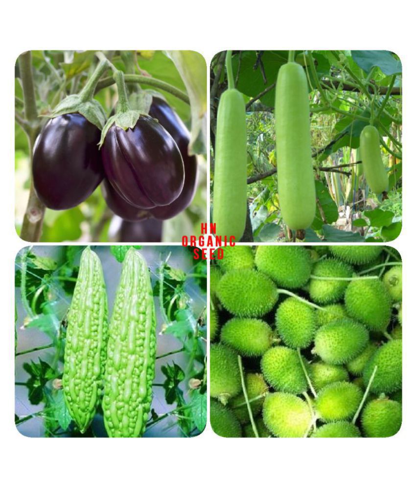     			Vegetable Seeds combo for Kitchen Garden - 25+ Seeds | Easy to Grow with Instruction Manual
