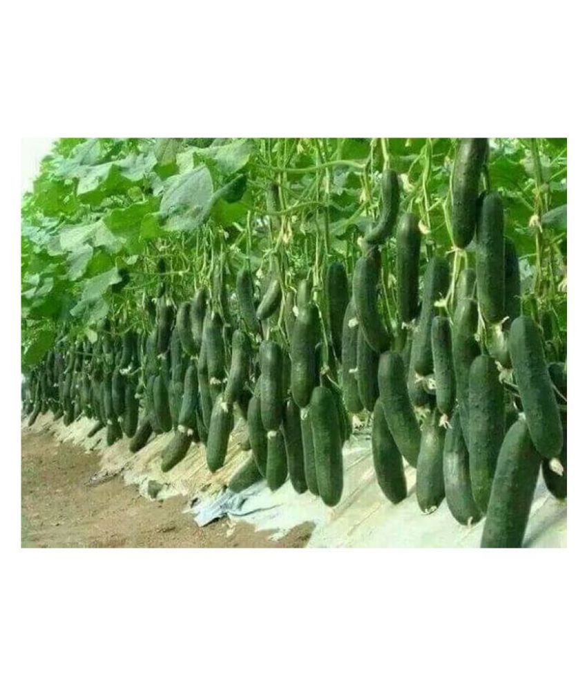     			cucumber F1 hybrid seeds 10