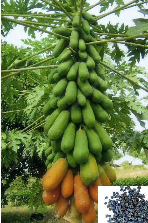     			Papaya, Papita Dwarf Fruit 100 Seeds