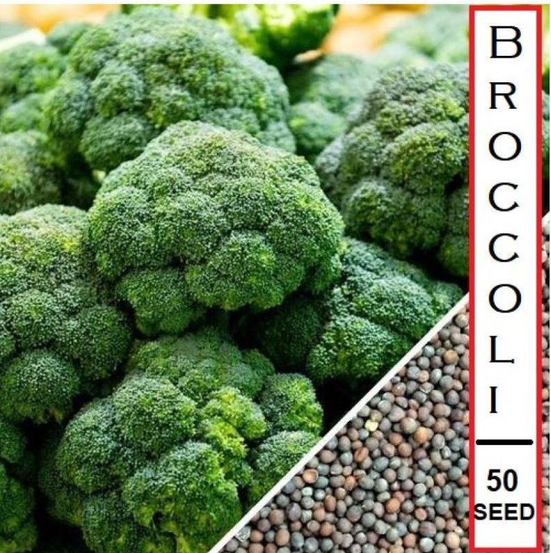     			homeagro - Broccoli Vegetable ( 50 Seeds )