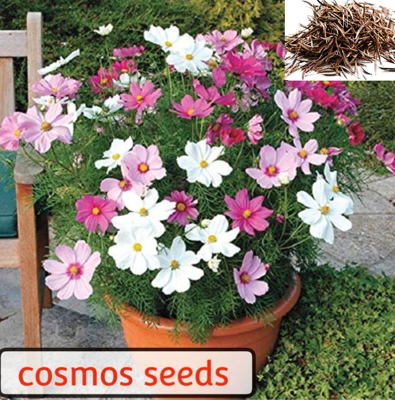    			homeagro COSMOS MIXED FLOWER SEEDS (50 SEEDS)
