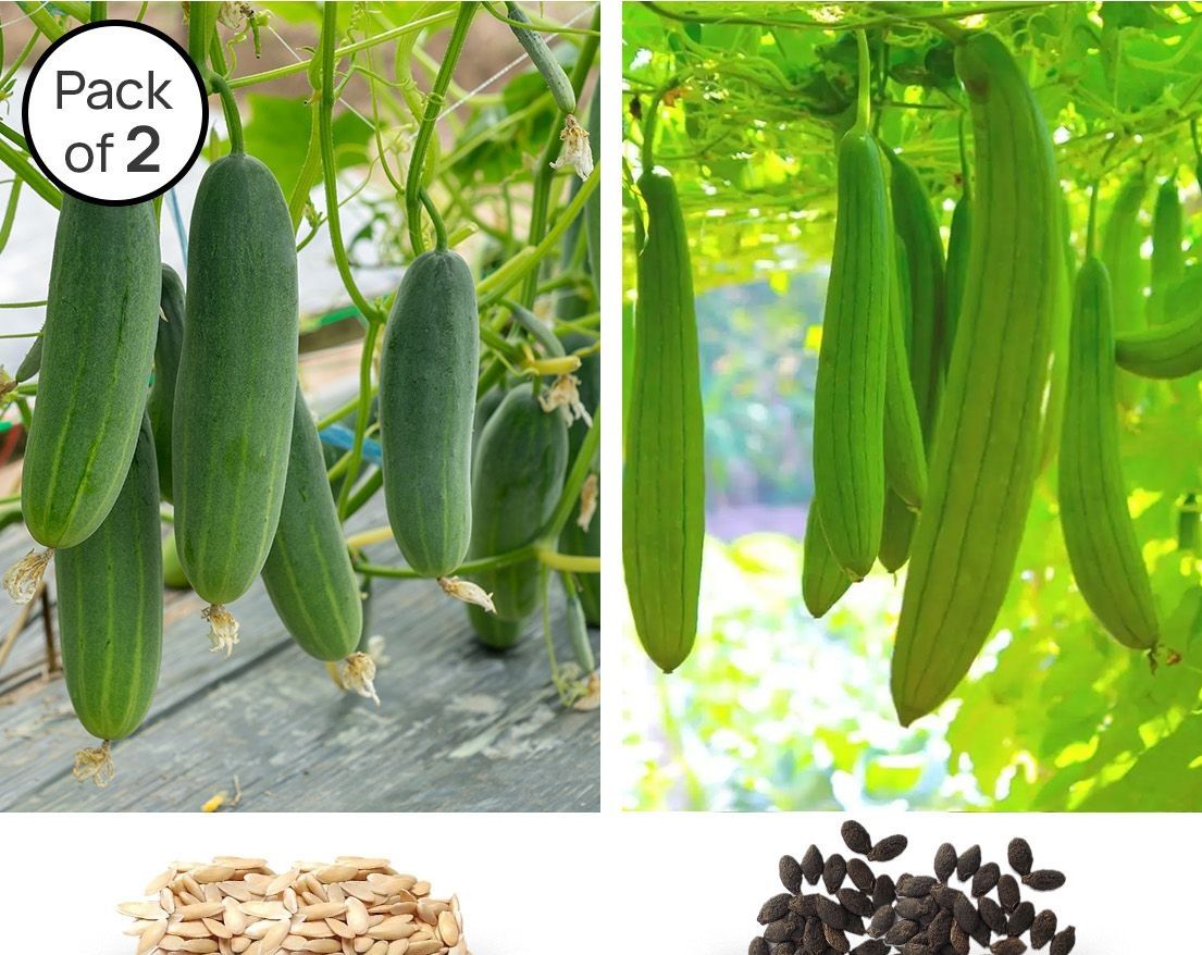     			homeagro - Cucumber Vegetable ( 70 Seeds )