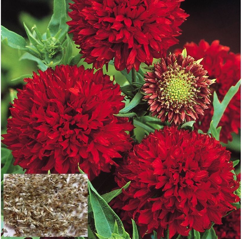     			homeagro - Gaillardia Mixed Flower ( 20 Seeds )