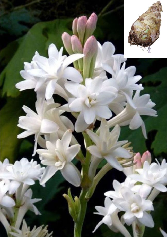     			homeagro - Rajnigandha Double Flowering Fragrant Polianthes T