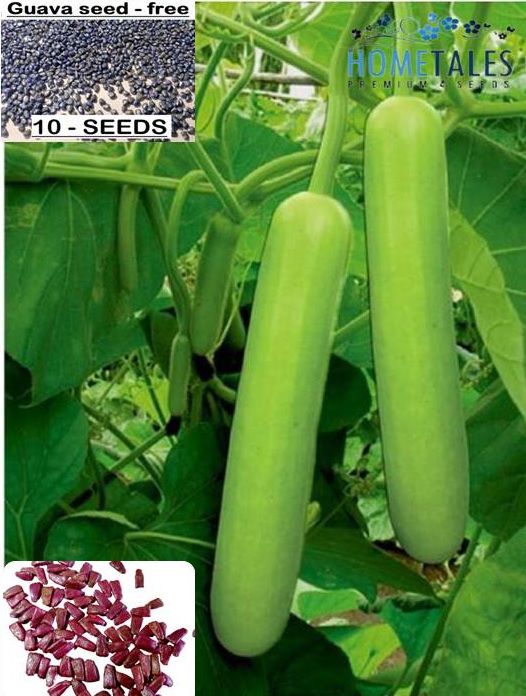     			homeagro - Thai Guava Fruit Seeds (Pack of 100)