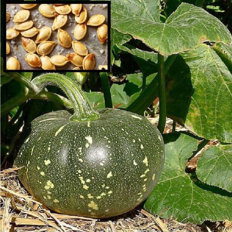     			homeagro - Vegetable Seeds ( 10 )