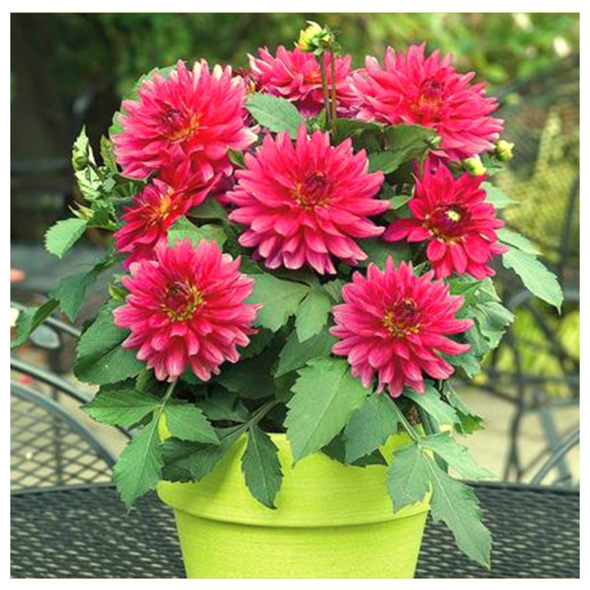     			homeagro - Zinnia Mixed Flower ( 25 Seeds )