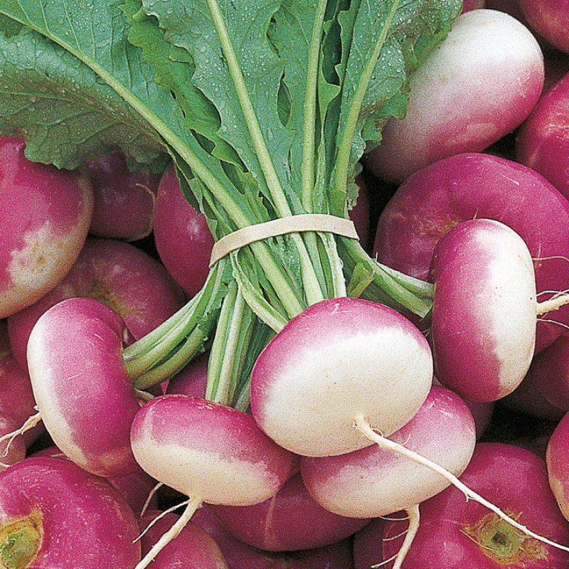     			homeagro turnip purple top hybrid vegetable seeds