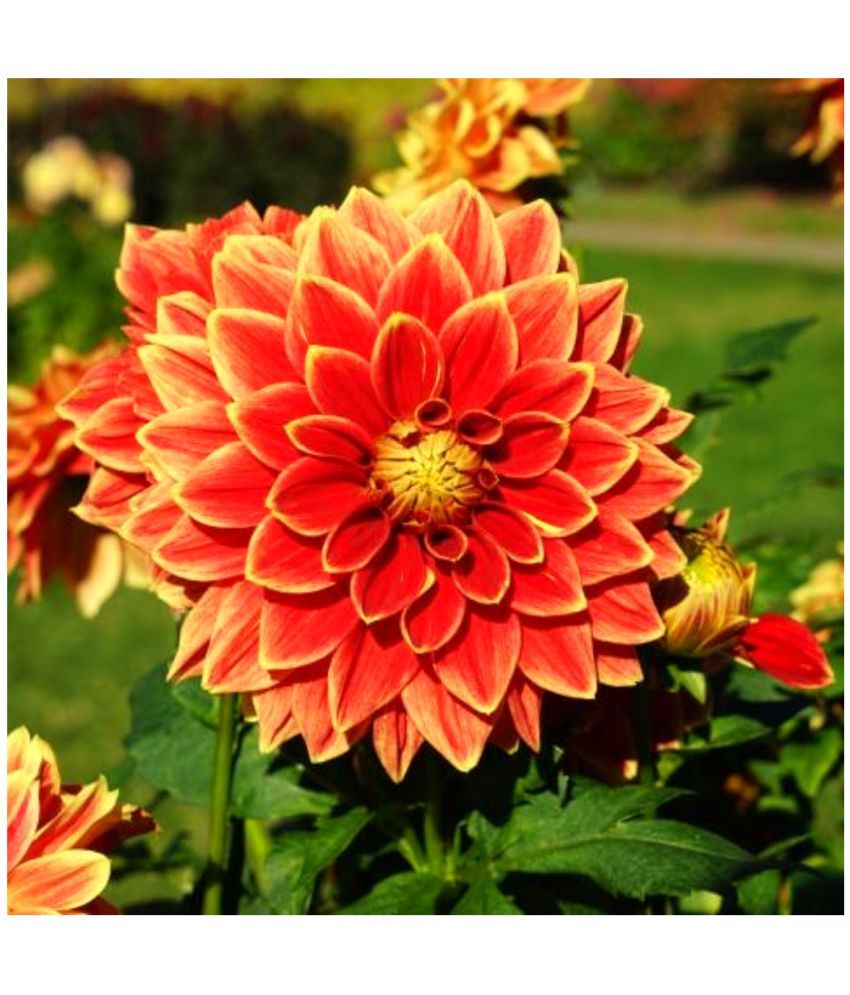     			homeagro - Dahlia Mixed Flower ( 25 Seeds )