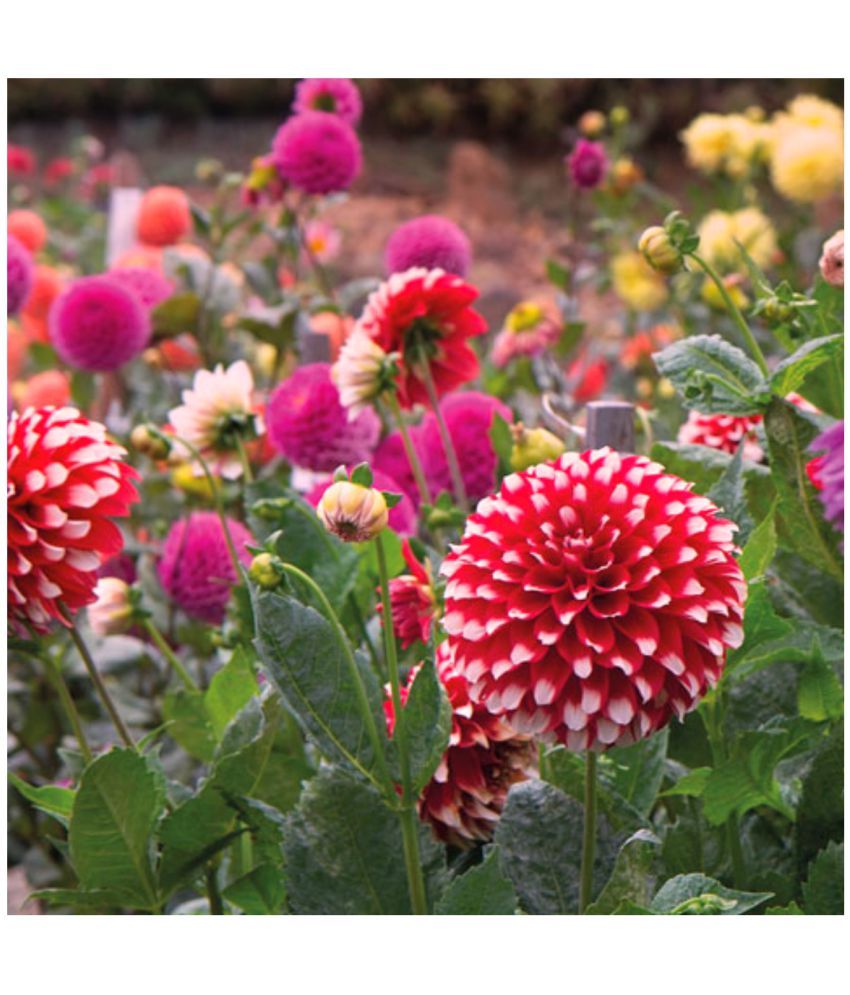     			homeagro - Dahlia Mixed Flower ( 25 Seeds )