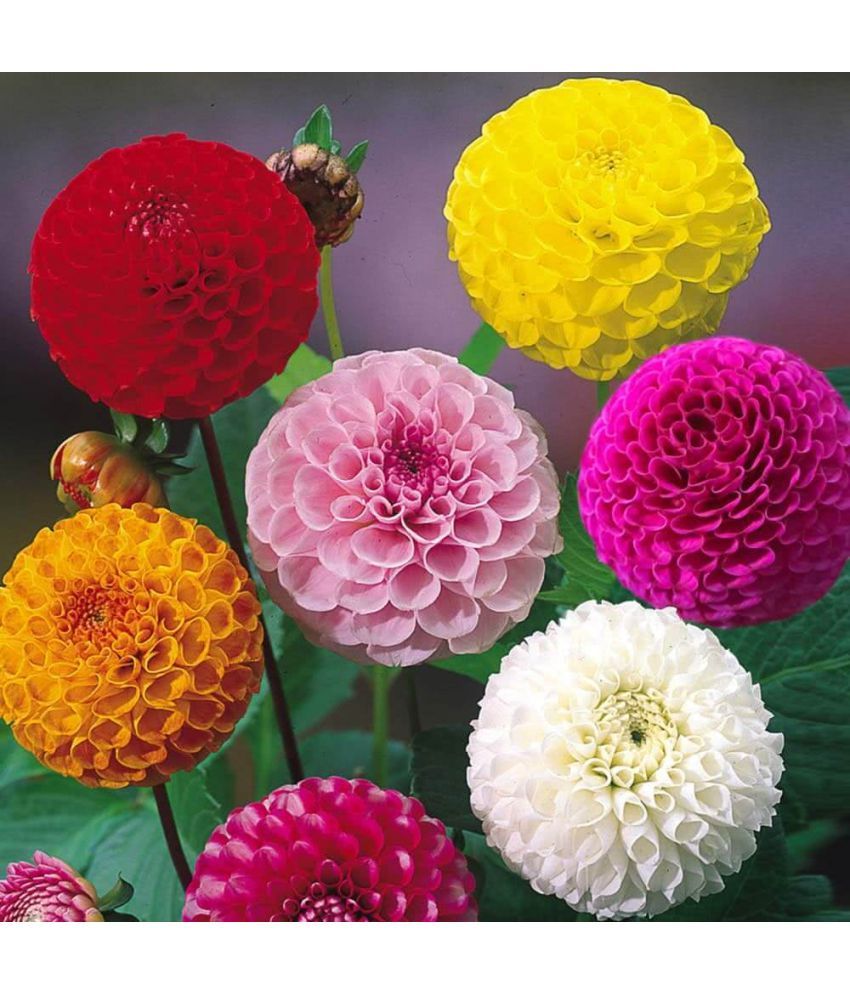     			homeagro - Dahlia Mixed Flower ( 25 Seeds )