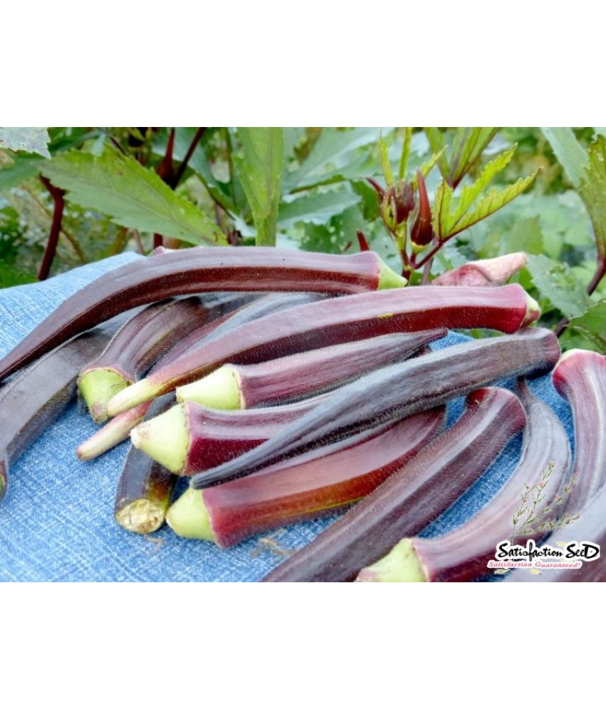     			homeagro - Lady Finger Vegetable ( 50 Seeds )