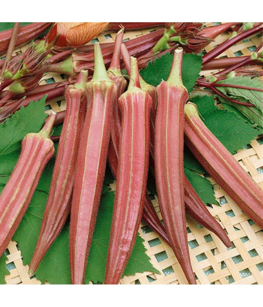     			homeagro - Lady Finger Vegetable ( 50 Seeds )