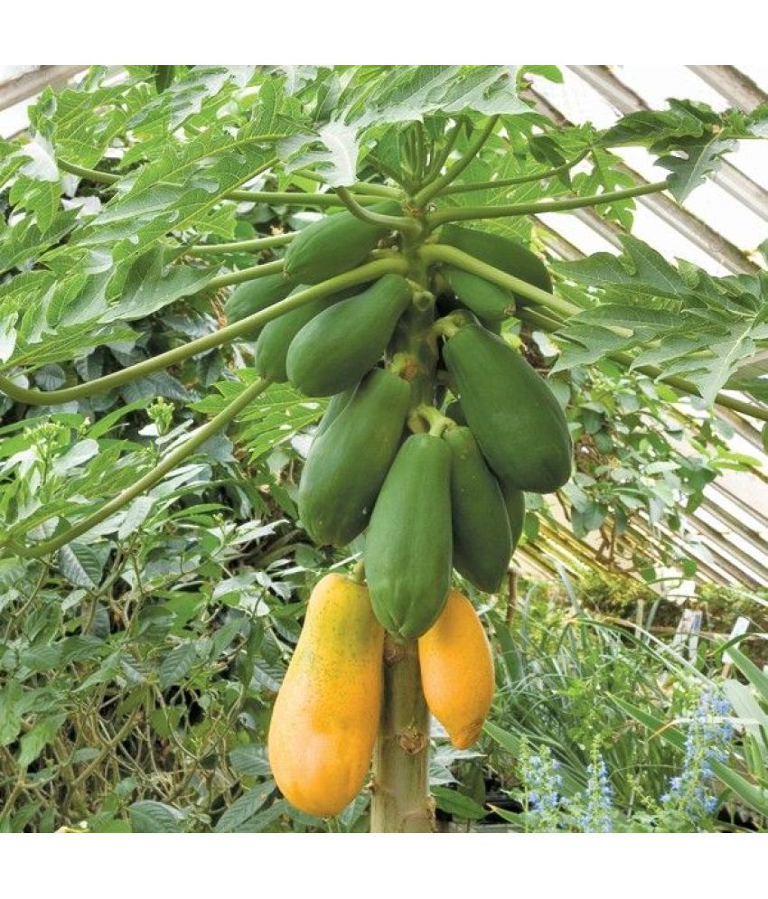     			homeagro - Papaya Fruit ( 50 Seeds )