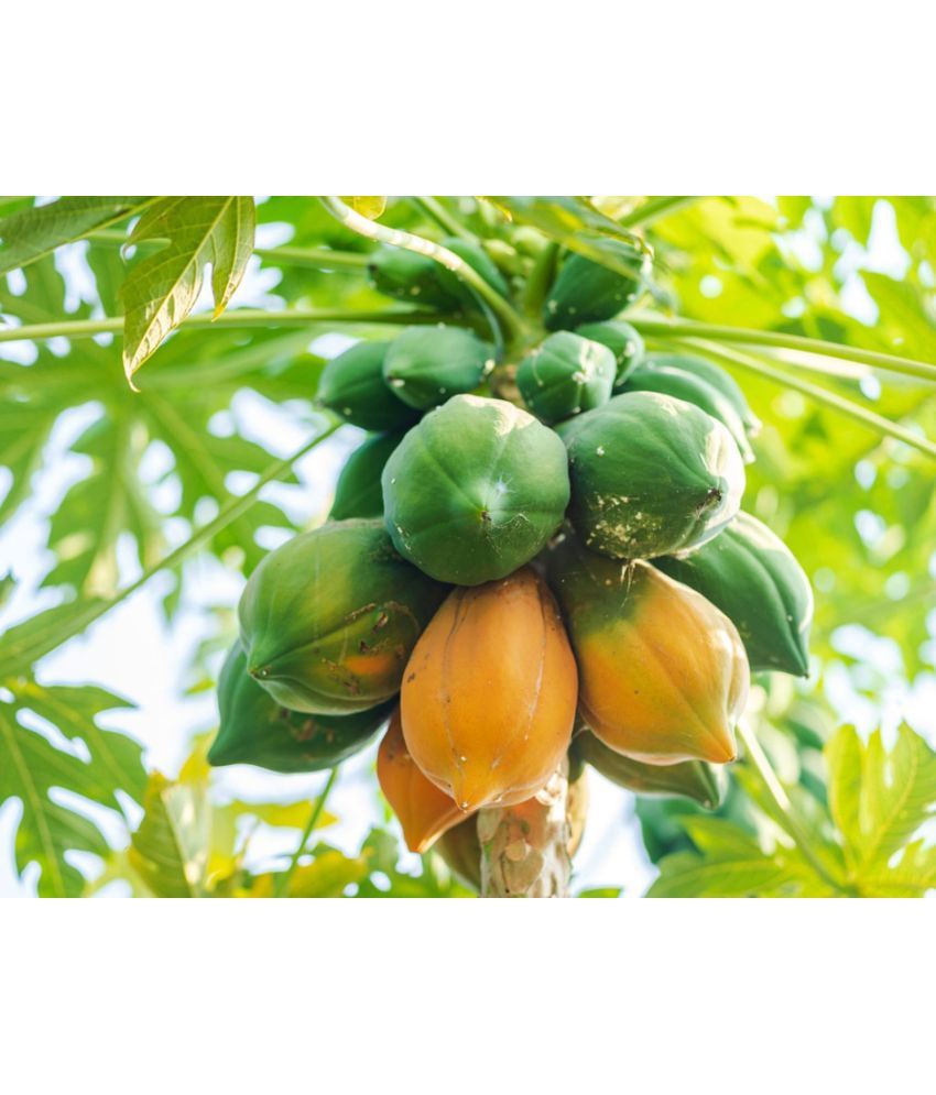     			homeagro - Papaya Fruit ( 50 Seeds )