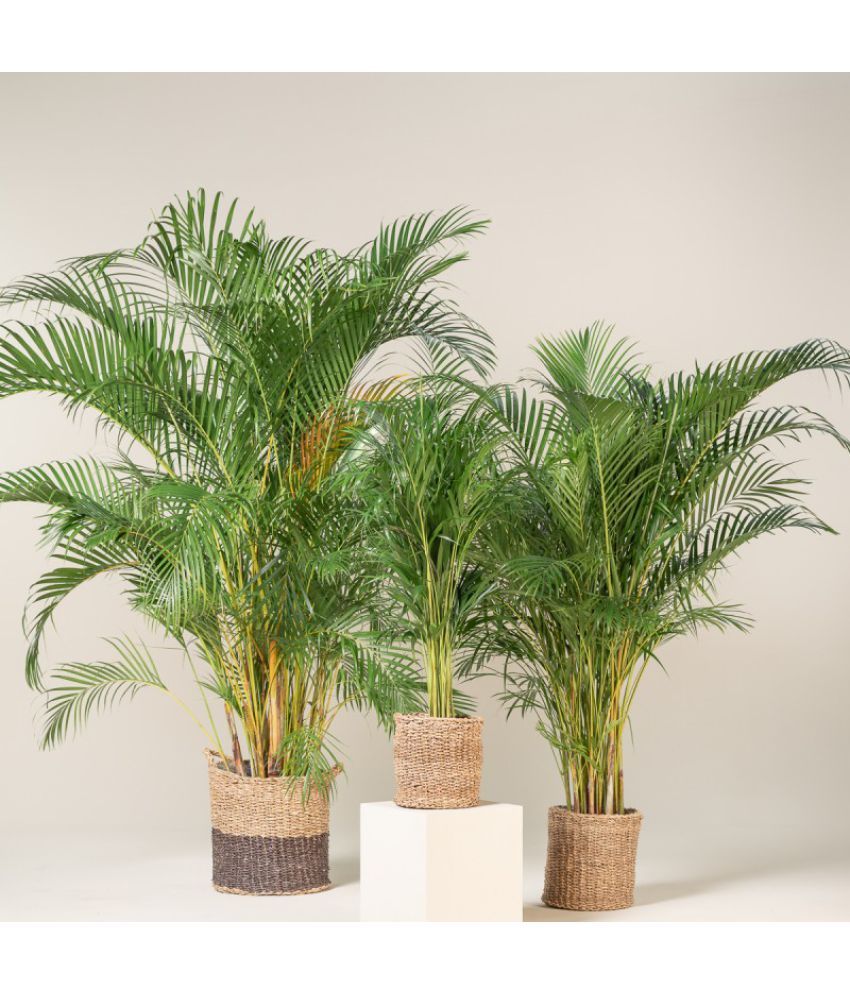     			HN organic seed - Areca palm Plant ( 5 Seeds )