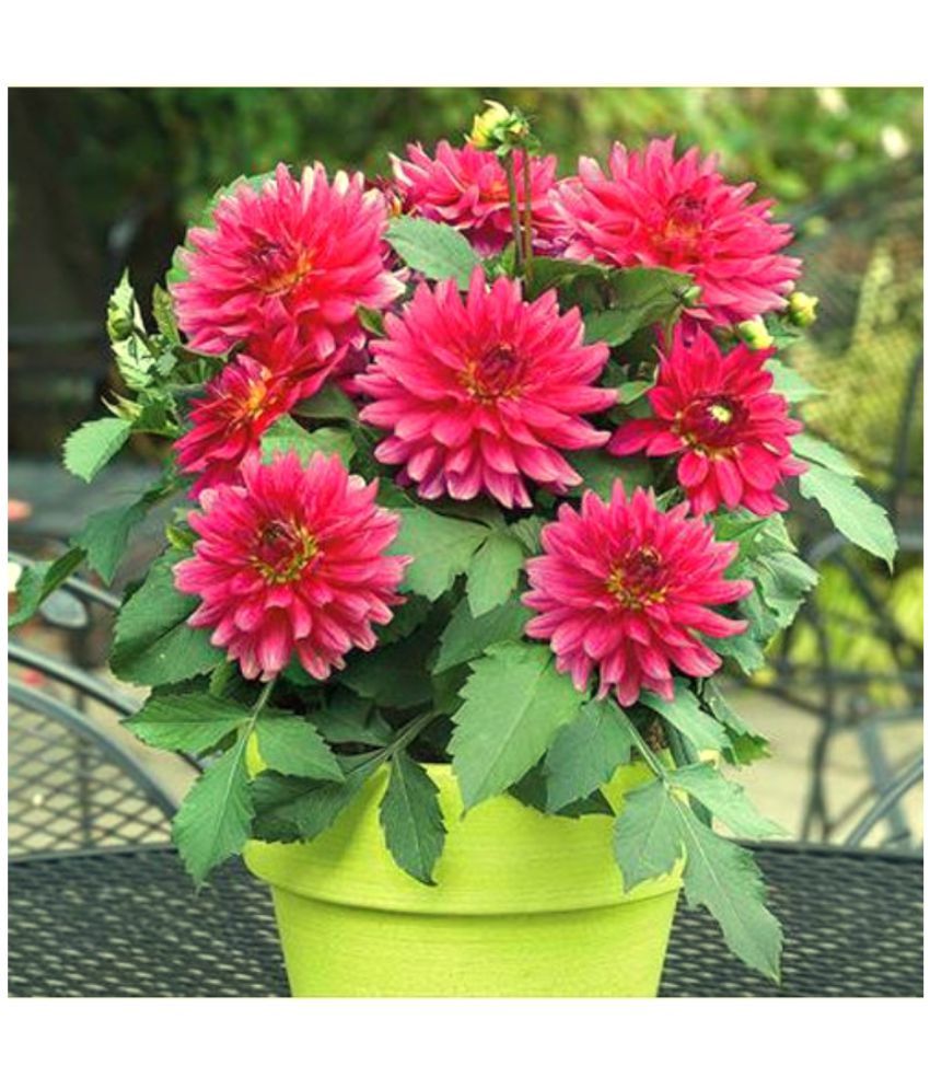     			HN organic seed - Dahlia Flower ( 25 Seeds )