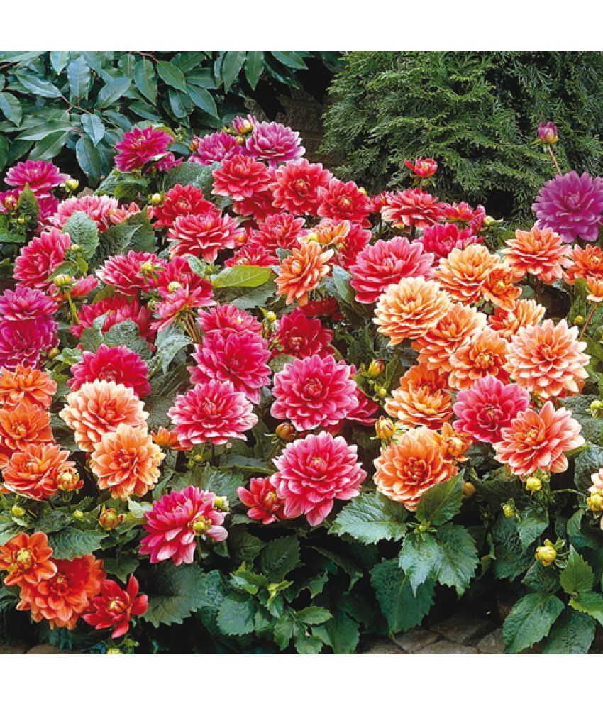     			HN organic seed - Dahlia Mixed Flower ( 25 Seeds )