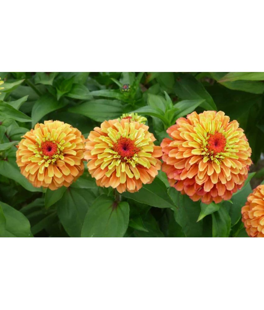     			HN organic seed - Zinnia Mixed Flower ( 20 Seeds )