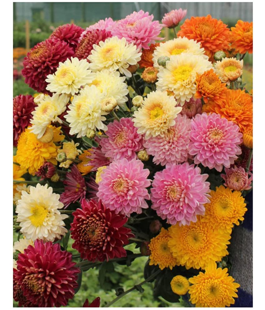     			homeagro - Indian Chrysanthemum Mixed Flower ( 50 Seeds )