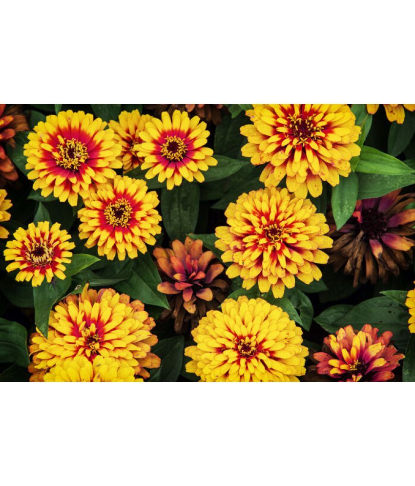     			homeagro - Zinnia Mixed Flower ( 20 Seeds )