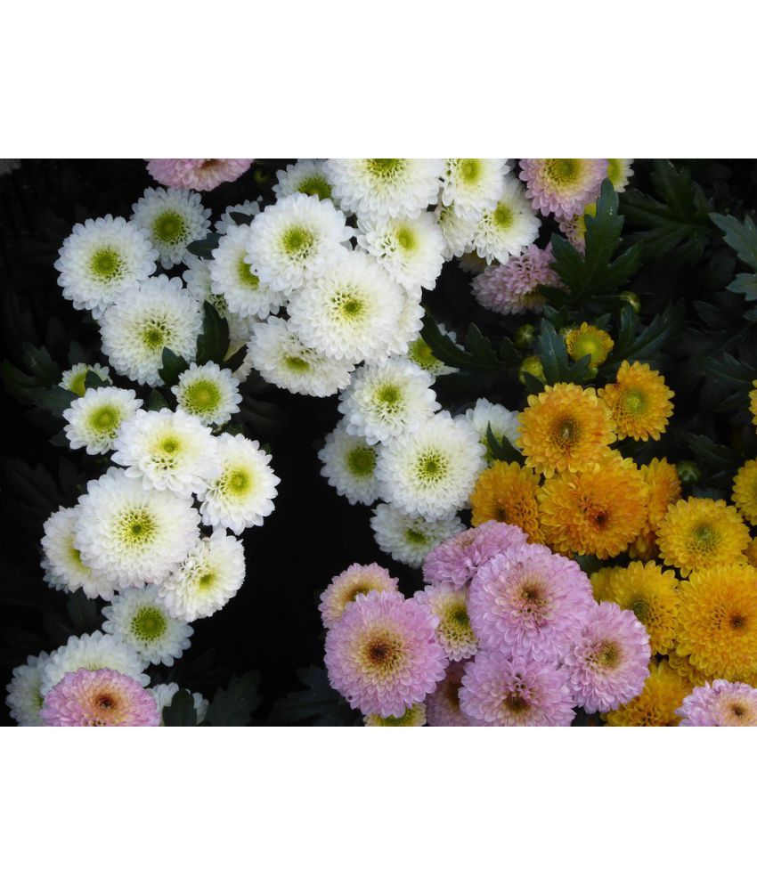     			homeagro - Indian Chrysanthemum Mixed Flower ( 50 Seeds )