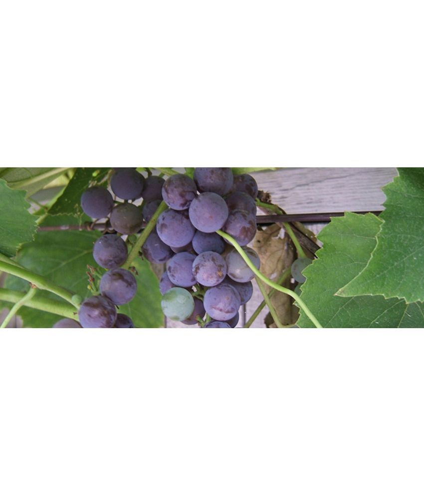     			homeagro - Black Grape Fruit ( 20 Seeds )