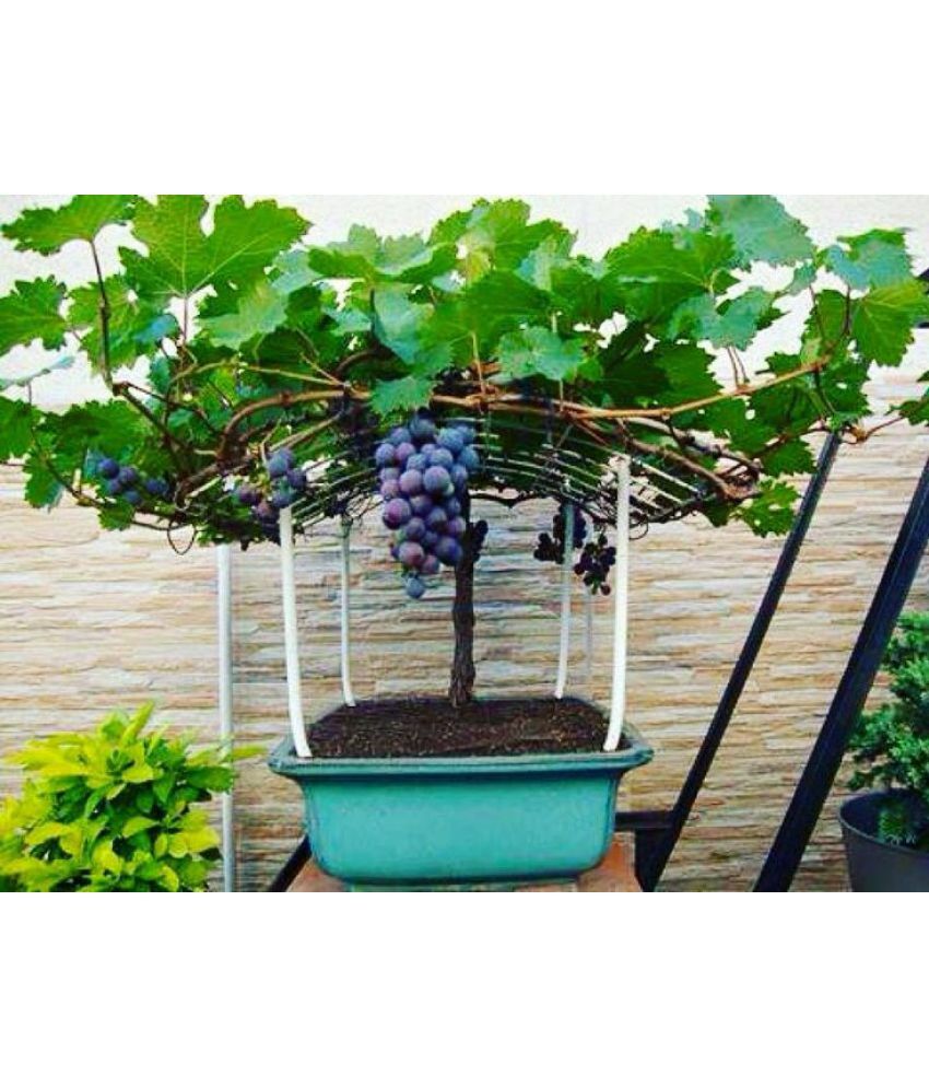     			homeagro - Black Grape Fruit ( 20 Seeds )