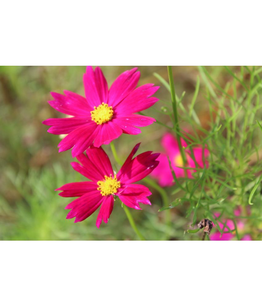     			homeagro - Cosmos Mixed Flower ( 20 Seeds )