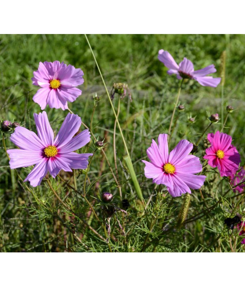     			homeagro - Cosmos Mixed Flower ( 20 Seeds )