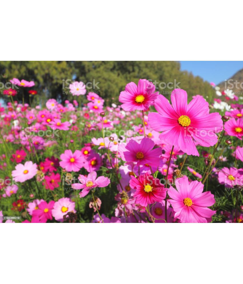     			homeagro - Cosmos Mixed Flower ( 20 Seeds )