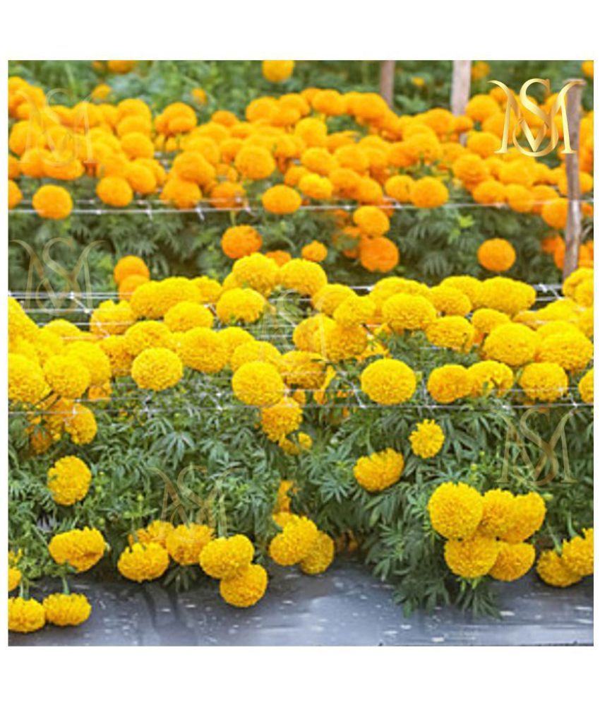     			homeagro - Marigold Flower ( 50 Seeds )