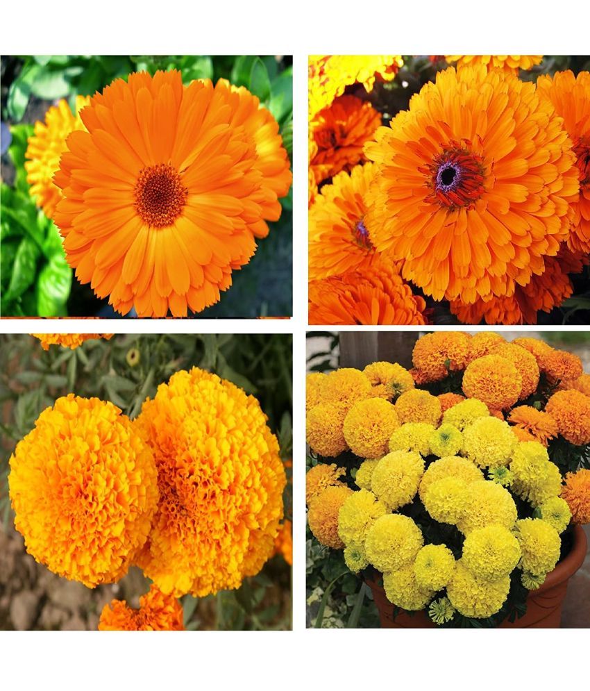     			homeagro - Marigold Flower ( 50 Seeds )