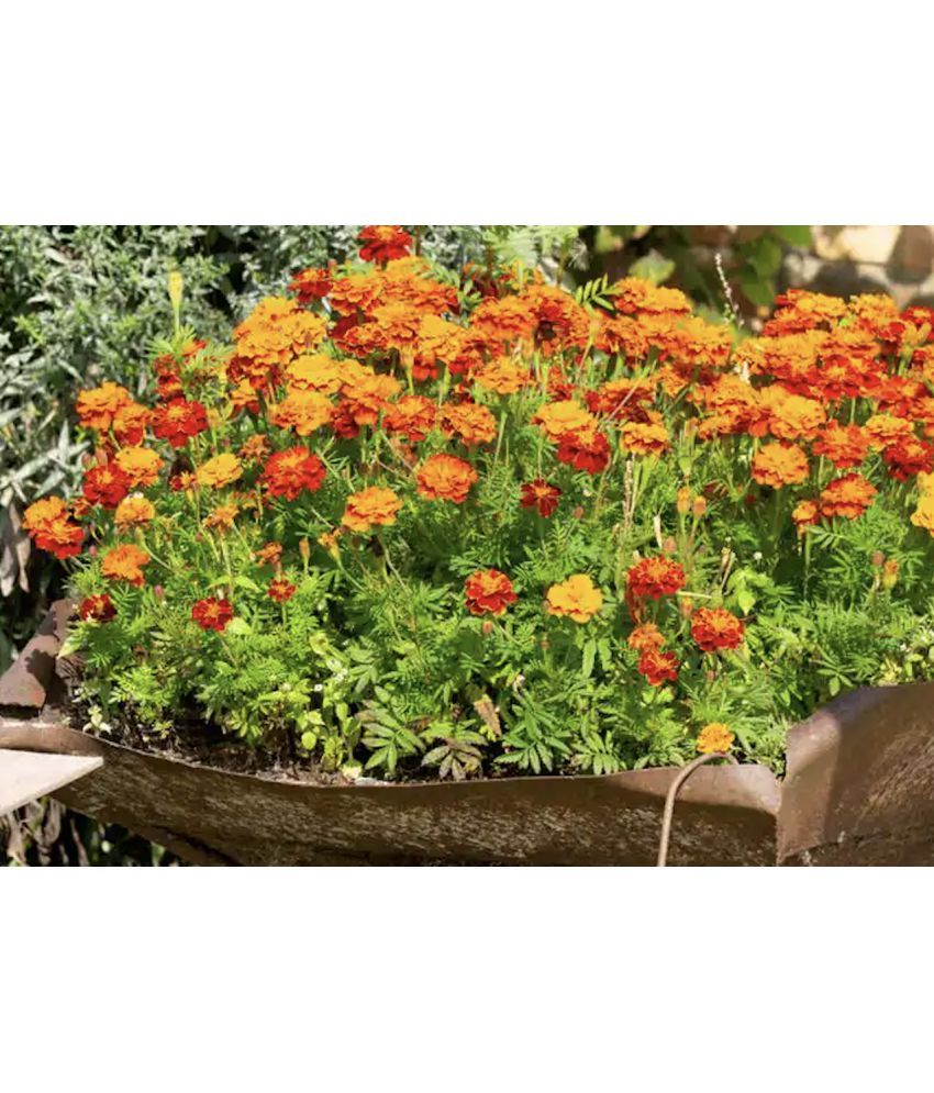     			homeagro - Marigold Flower ( 50 Seeds )