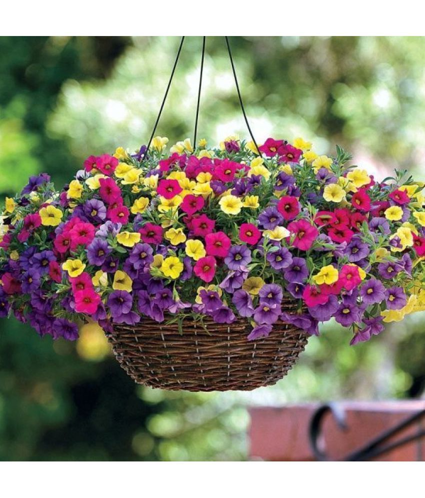     			homeagro - Petunia Mixed Flower ( 50 Seeds )