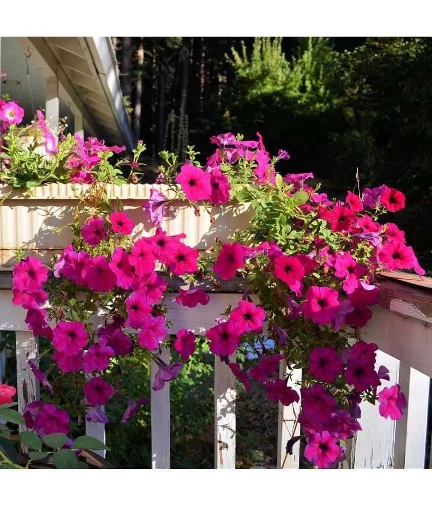     			homeagro - Petunia Mixed Flower ( 50 Seeds )