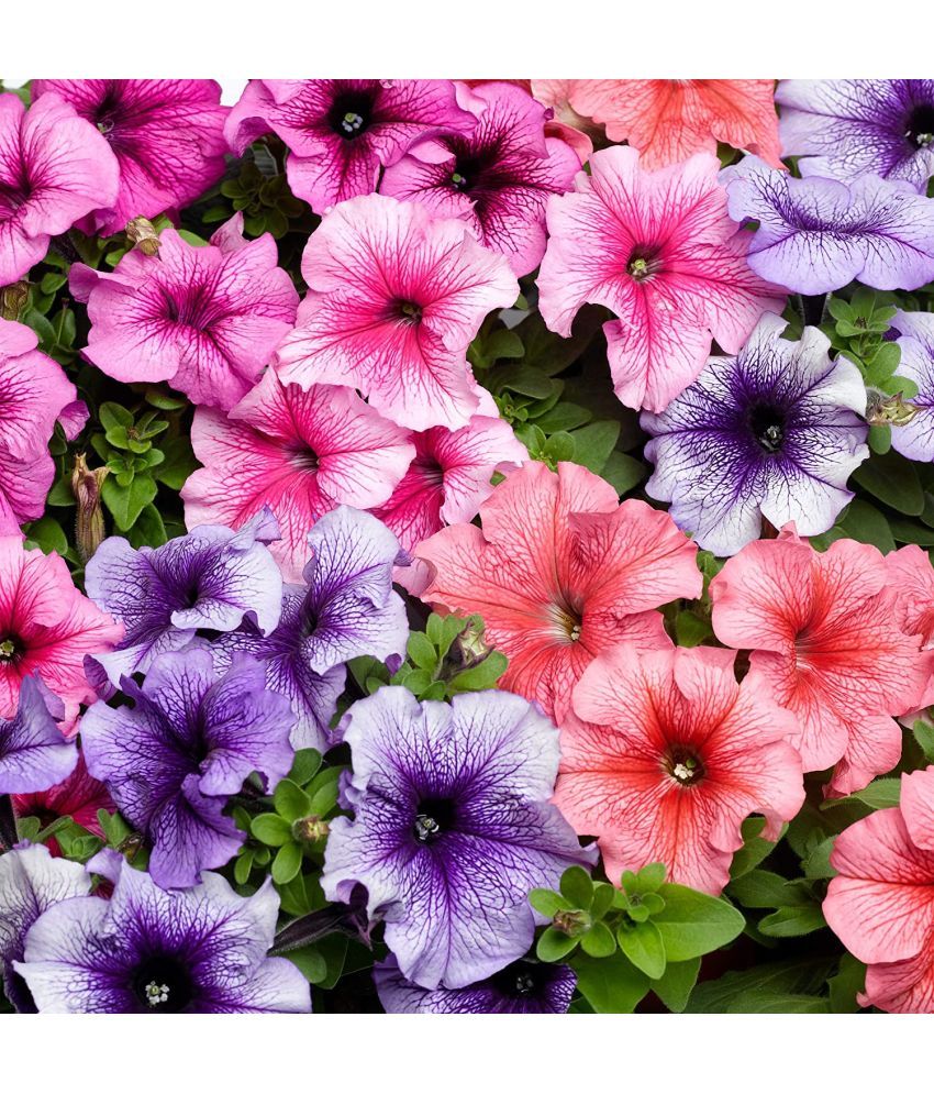     			homeagro - Petunia Mixed Flower ( 50 Seeds )