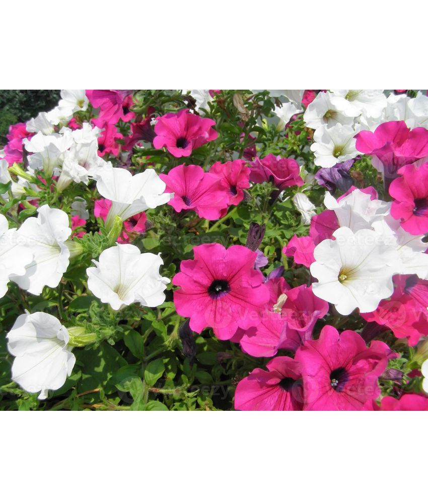     			homeagro - Petunia Mixed Flower ( 50 Seeds )