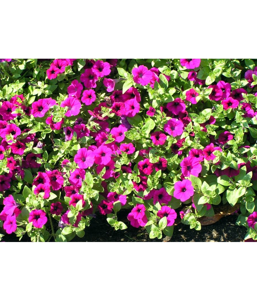     			homeagro - Petunia Mixed Flower ( 50 Seeds )