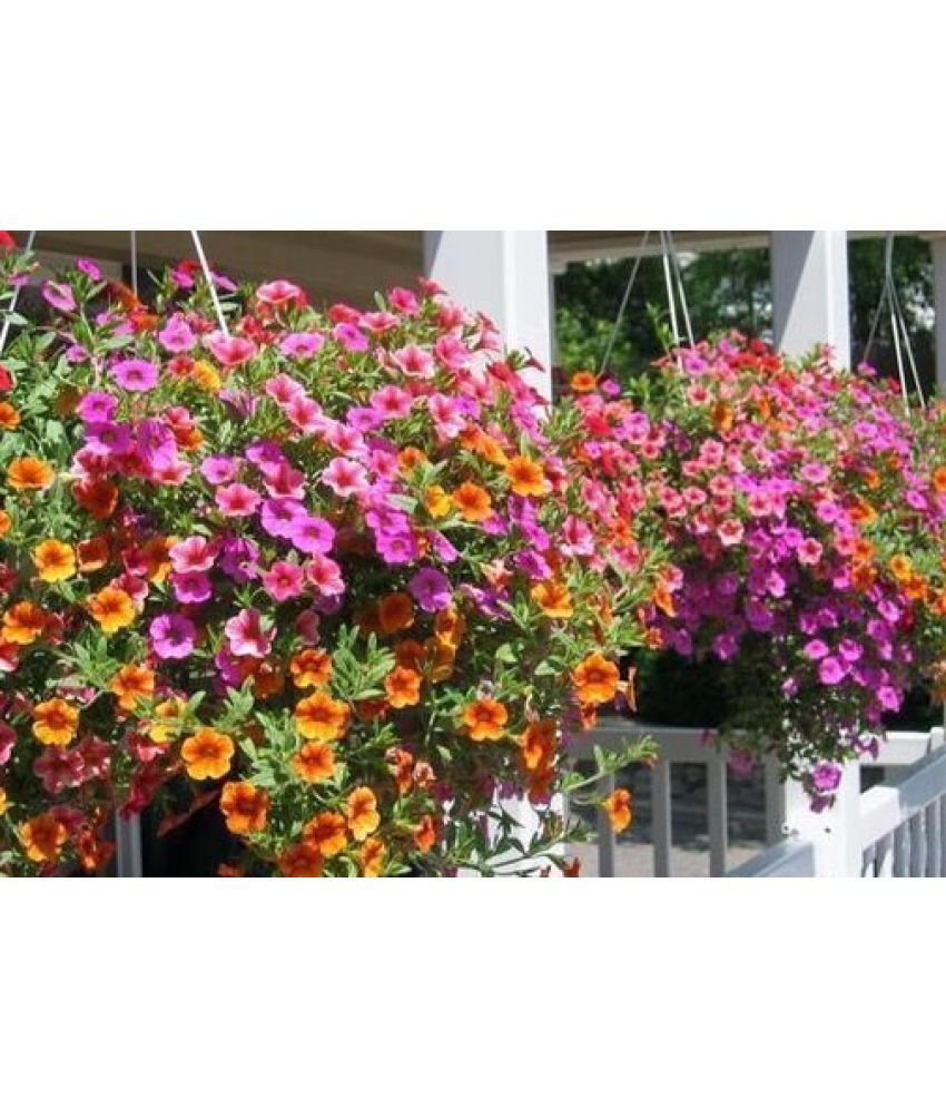     			homeagro - Petunia Mixed Flower ( 50 Seeds )