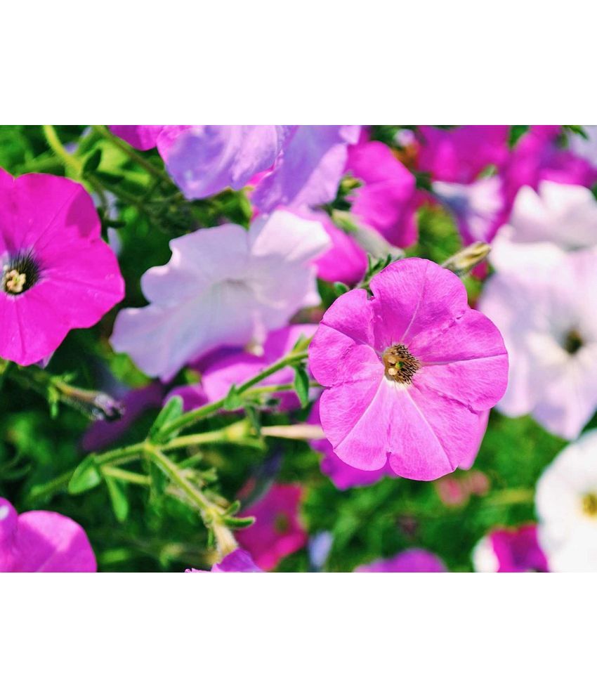     			homeagro - Petunia Mixed Flower ( 50 Seeds )