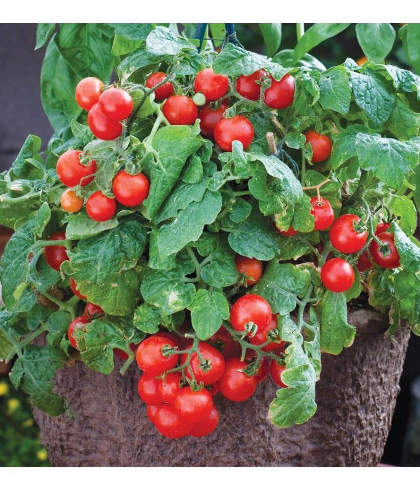     			homeagro - Tomato Vegetable ( 100 Seeds )