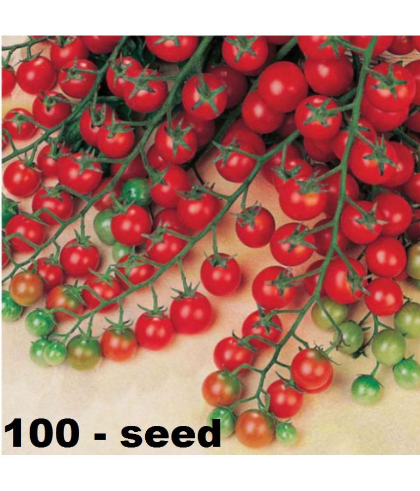     			homeagro - Tomato Vegetable ( 100 Seeds )