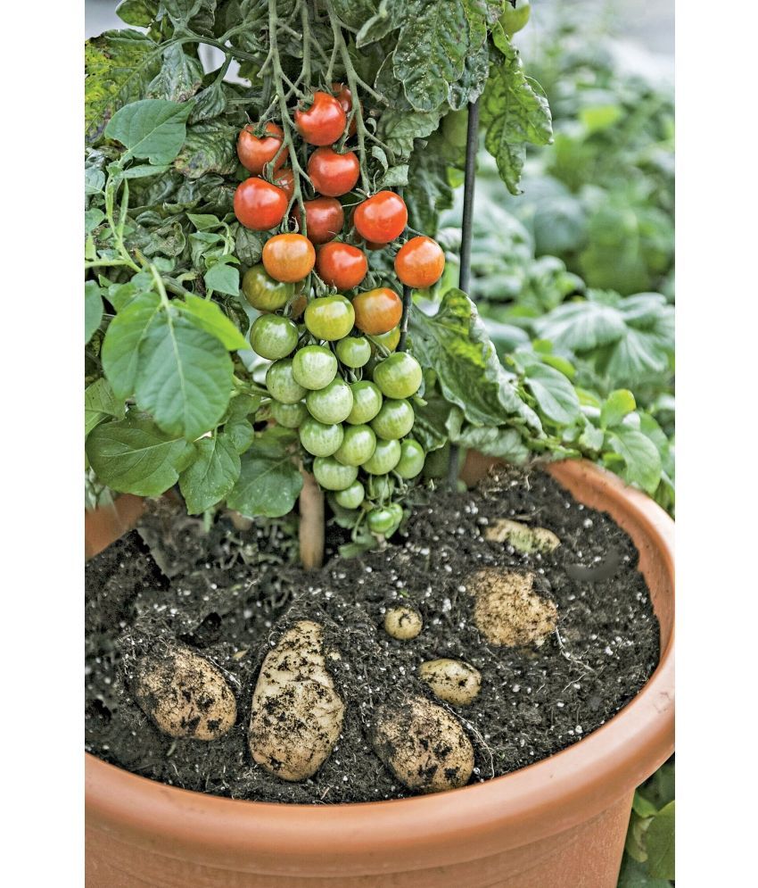     			homeagro - Tomato Vegetable ( 100 Seeds )