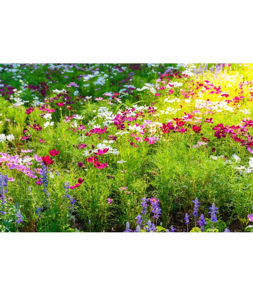     			homeagro - Cosmos Mixed Flower ( 20 Seeds )