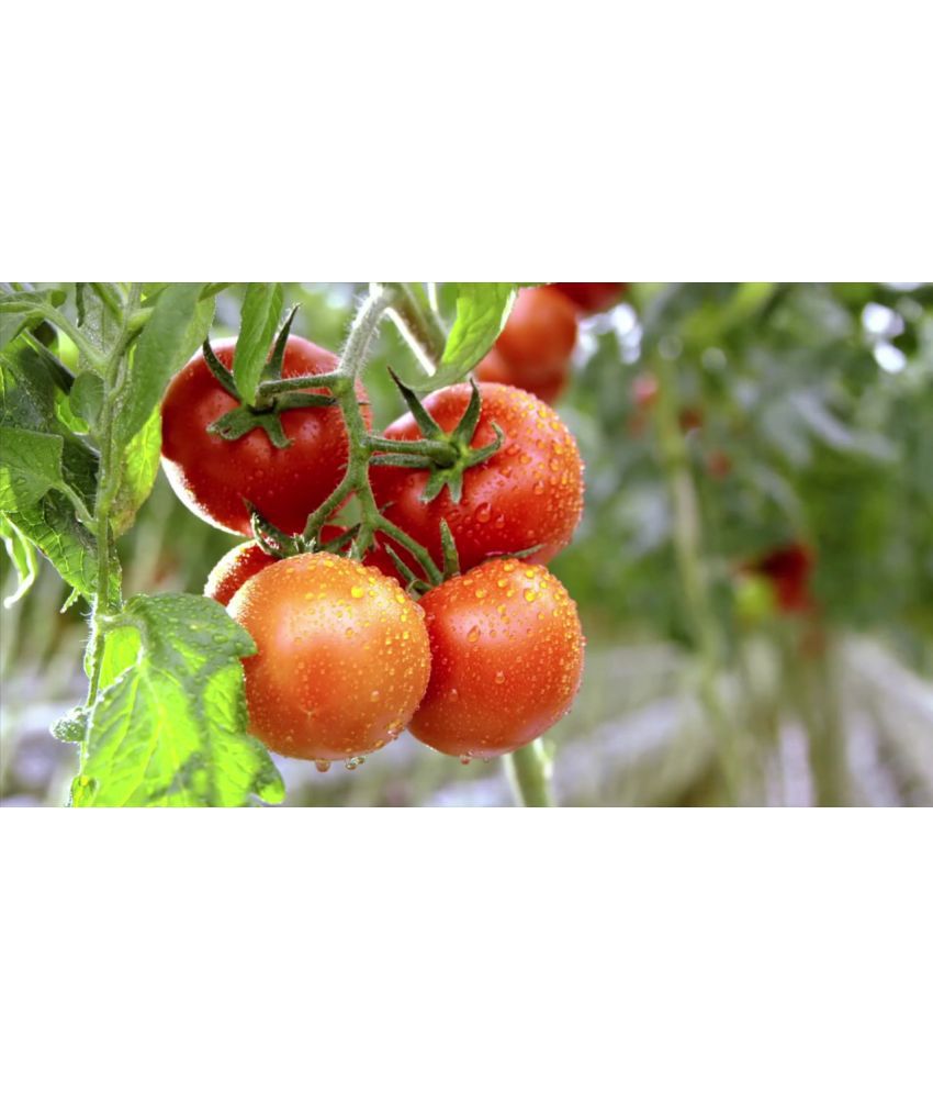     			homeagro - Tomato Vegetable ( 100 Seeds )