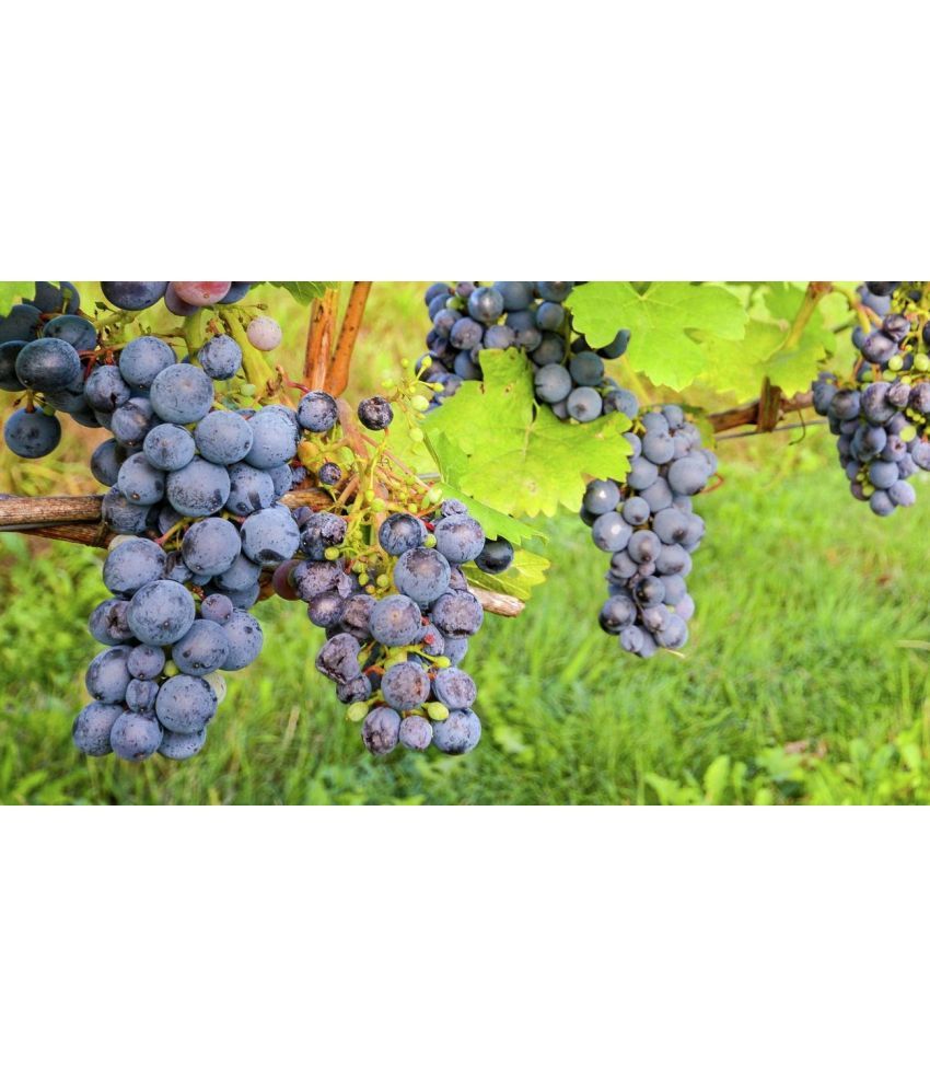     			homeagro - Black Grape Fruit ( 20 Seeds )