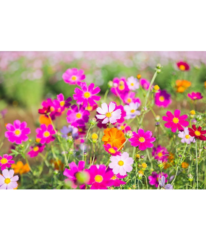     			homeagro - Cosmos Mixed Flower ( 20 Seeds )