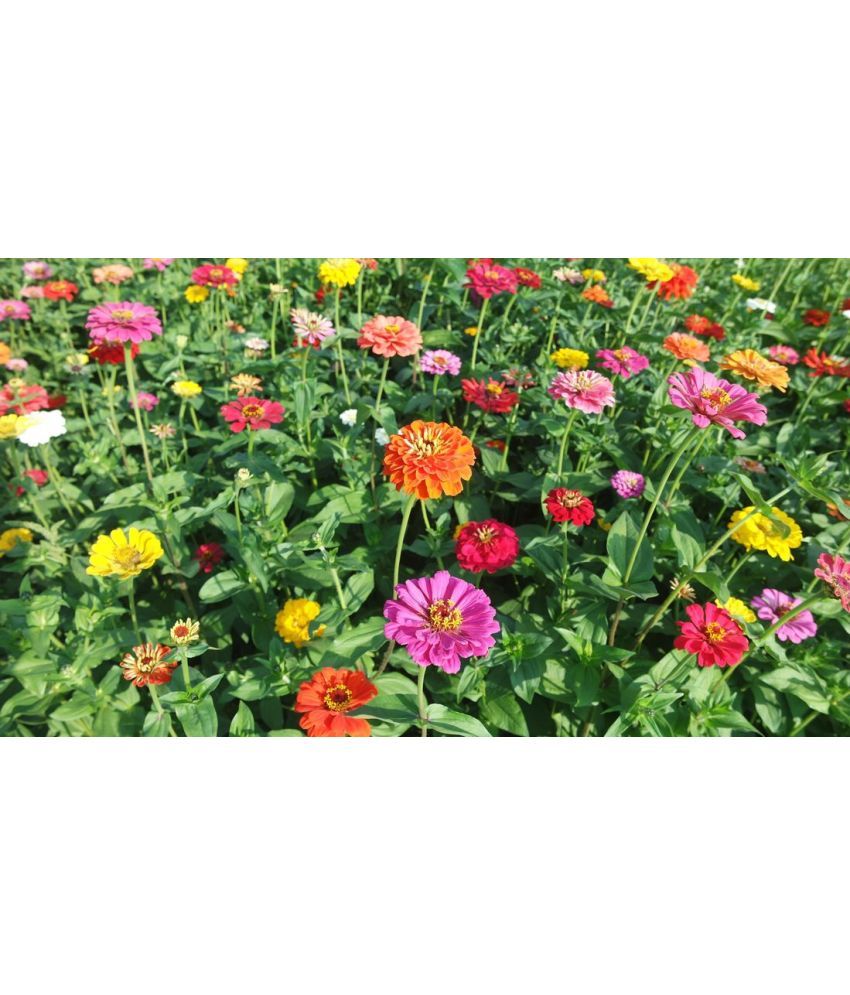     			homeagro - Cosmos Mixed Flower ( 20 Seeds )